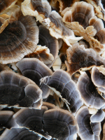 Trametes Mushrooms