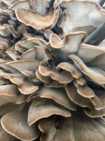Maitake Mushrooms