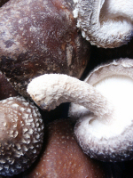 Shiitake Mushrooms